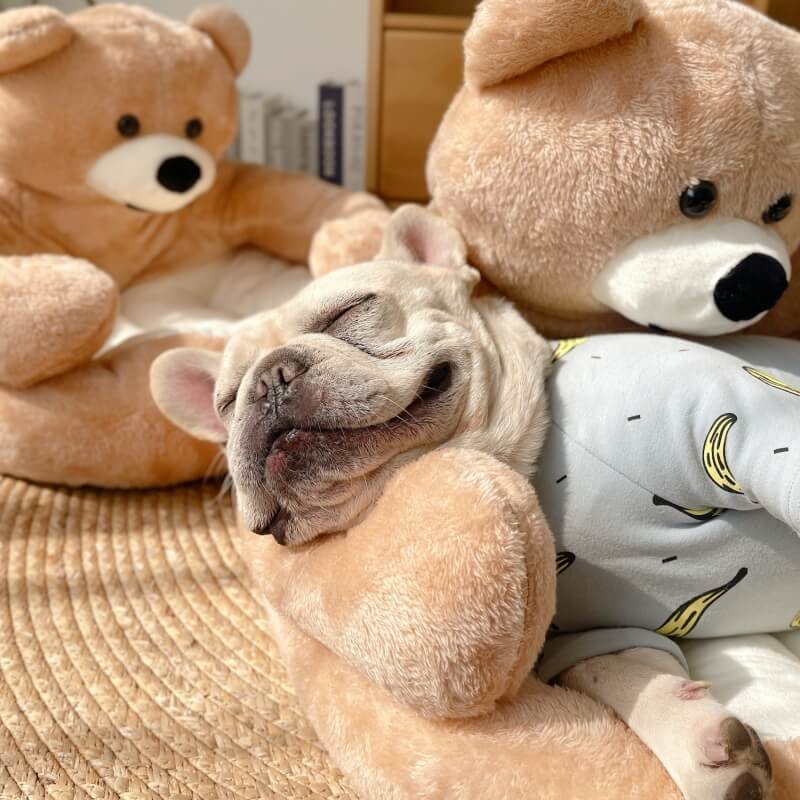 Cozy Bear Kattsoffa Mjuk Kramig Bedårande Kerseymer Tyg