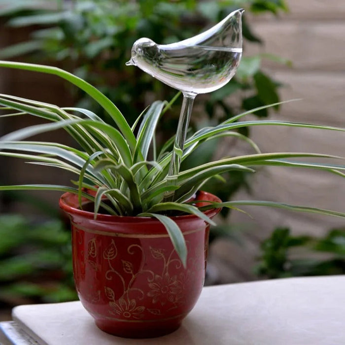 Krukväxt Automatisk Självvattnande Glas